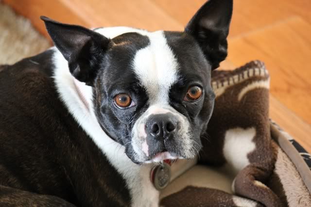 IMAGE: http://i891.photobucket.com/albums/ac112/Hotrodes/Animals/Amy.jpg