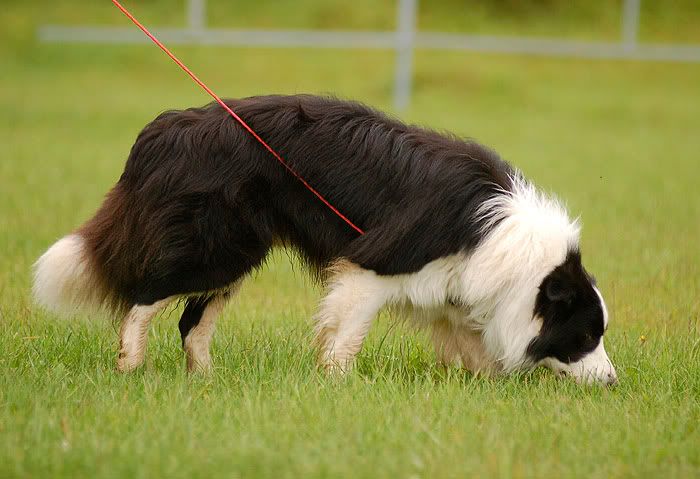Bukkszntkereszt20100627330.jpg