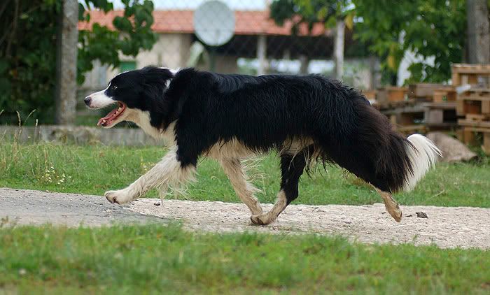 Rakoczif20100703370.jpg