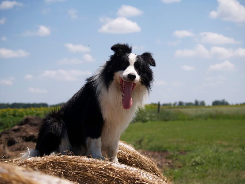 Rakoczif20100711264.jpg