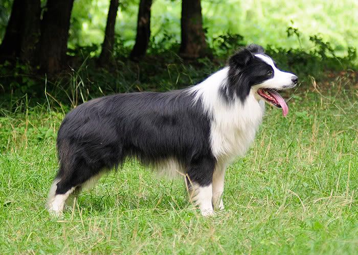 collie20100814023.jpg