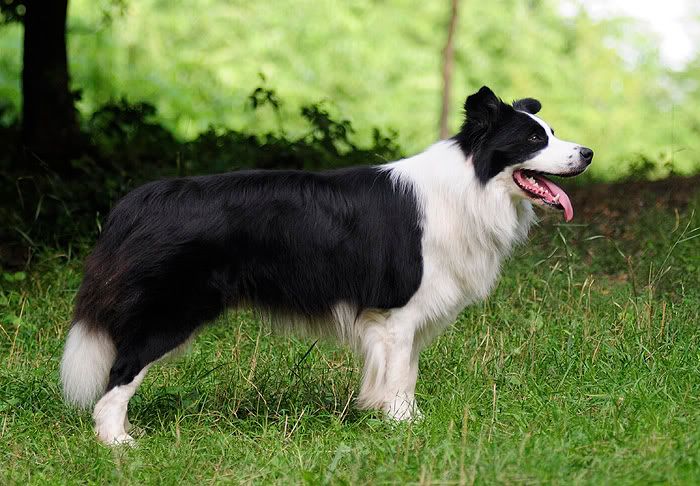 collie20100814036.jpg