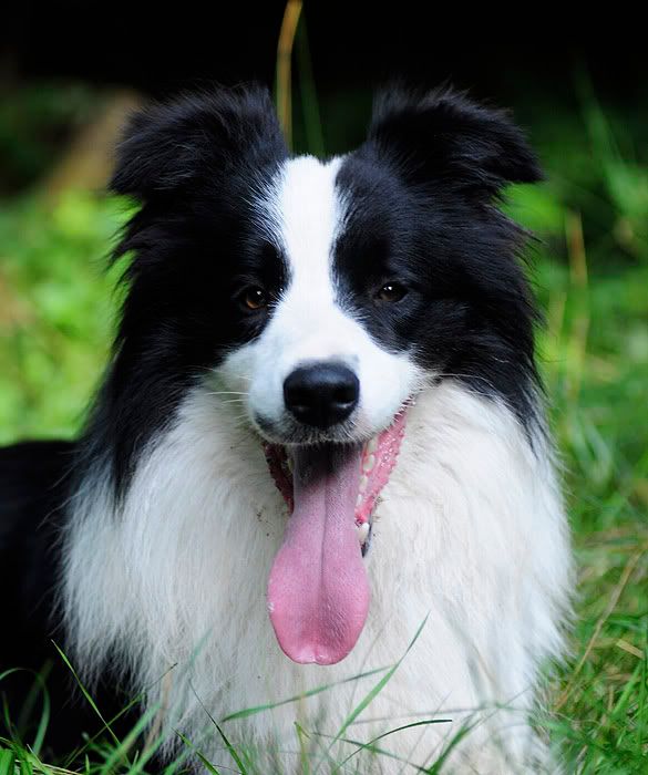 collie20100814066.jpg