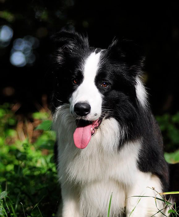 collie20100814088.jpg