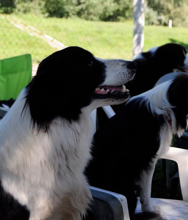 Rfalva20100821588.jpg