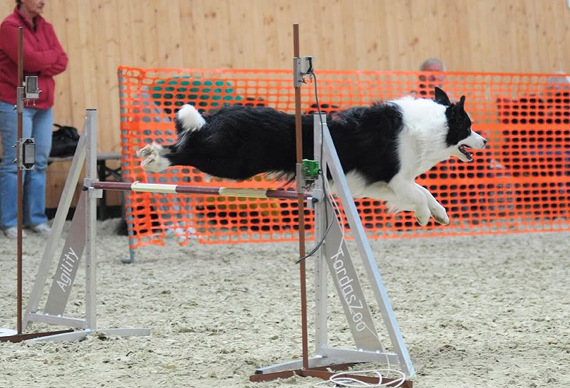 agility20100925025.jpg