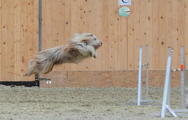 agility20100925053.jpg