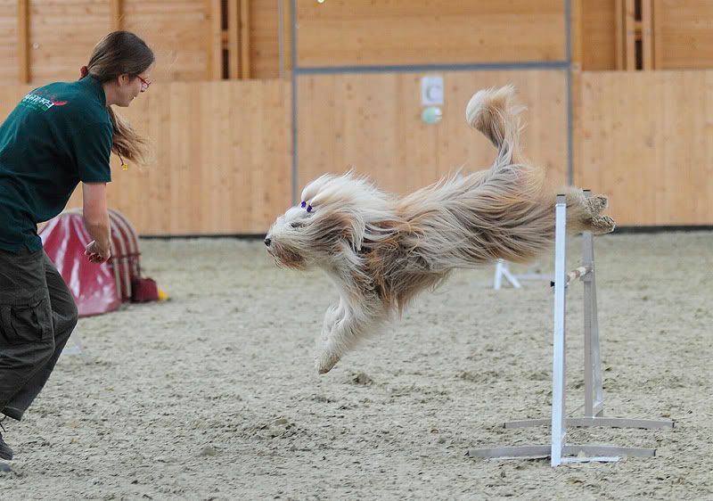 agility20100925060.jpg