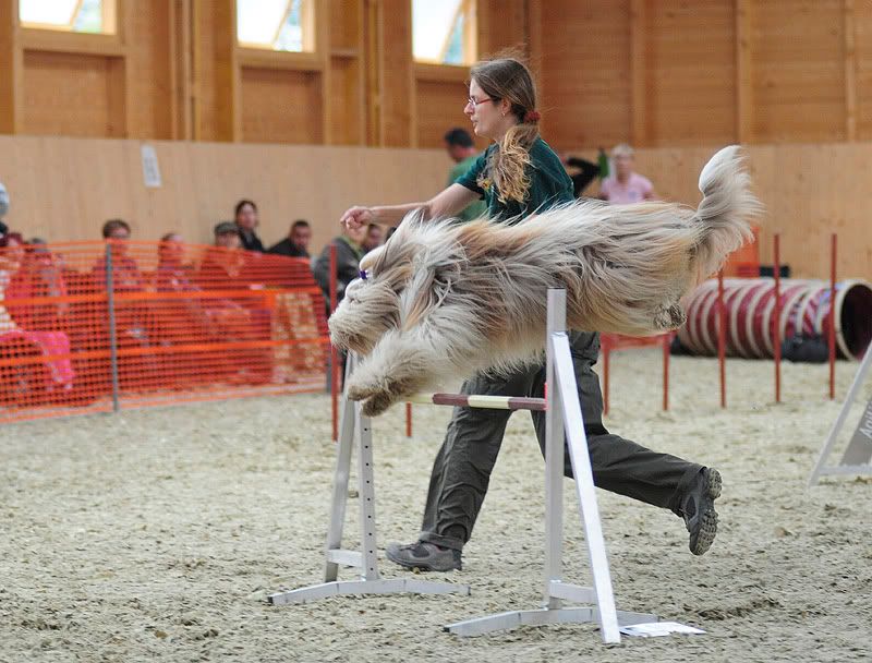 agility20100925062.jpg