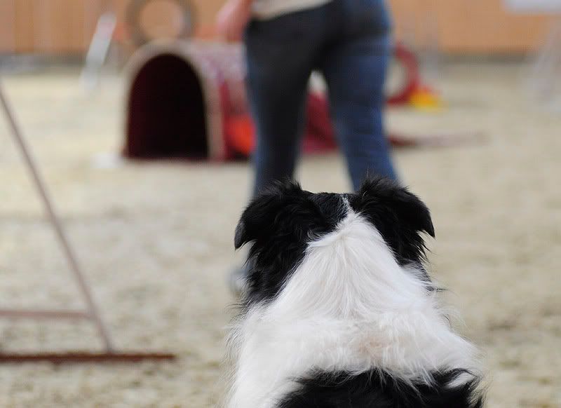 agility20100925084.jpg