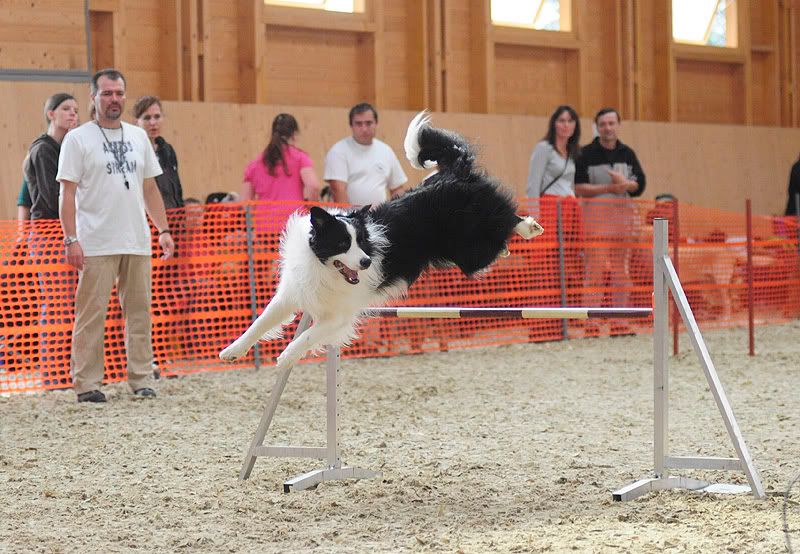 agility20100925086.jpg