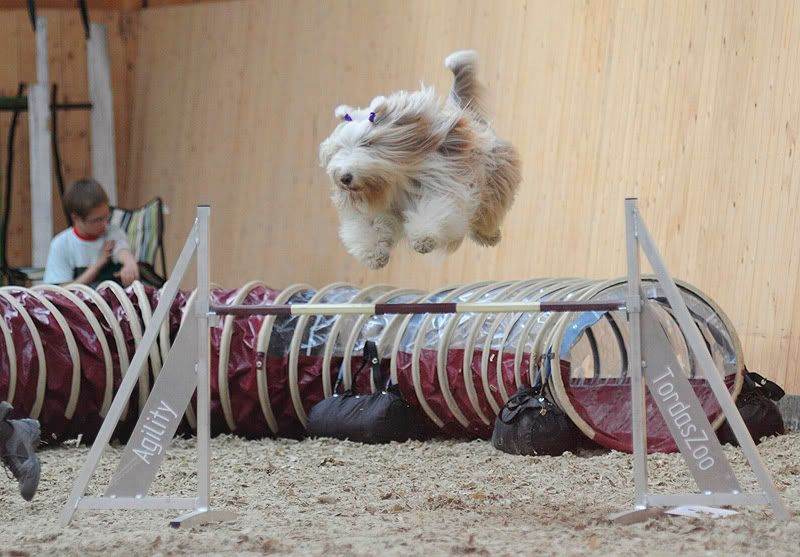agility20100925132.jpg