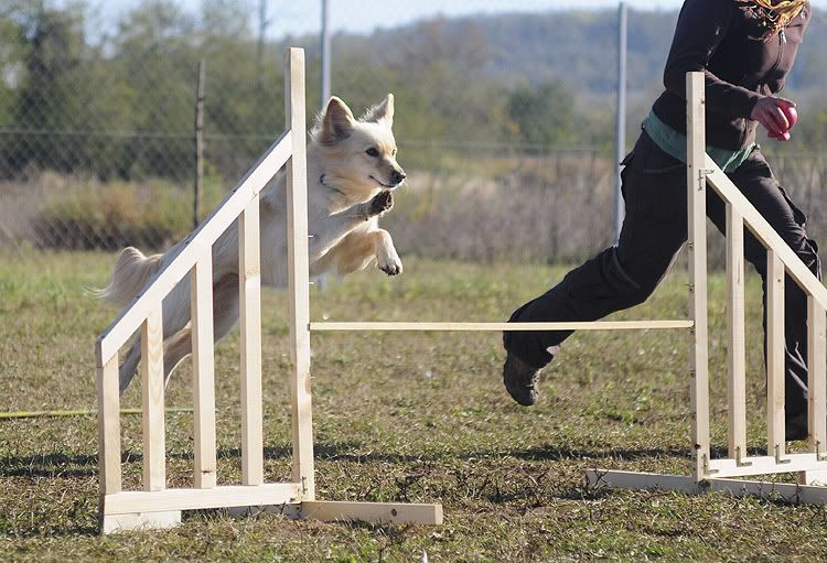 agility20101022007.jpg