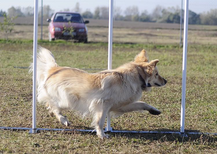 agility20101022015.jpg