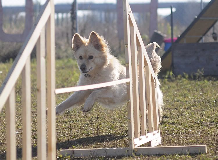 agility20101022020.jpg