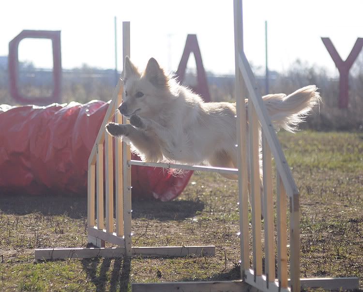 agility20101022022.jpg