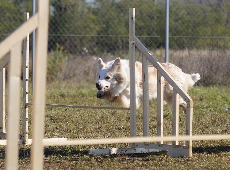 agility20101022028.jpg