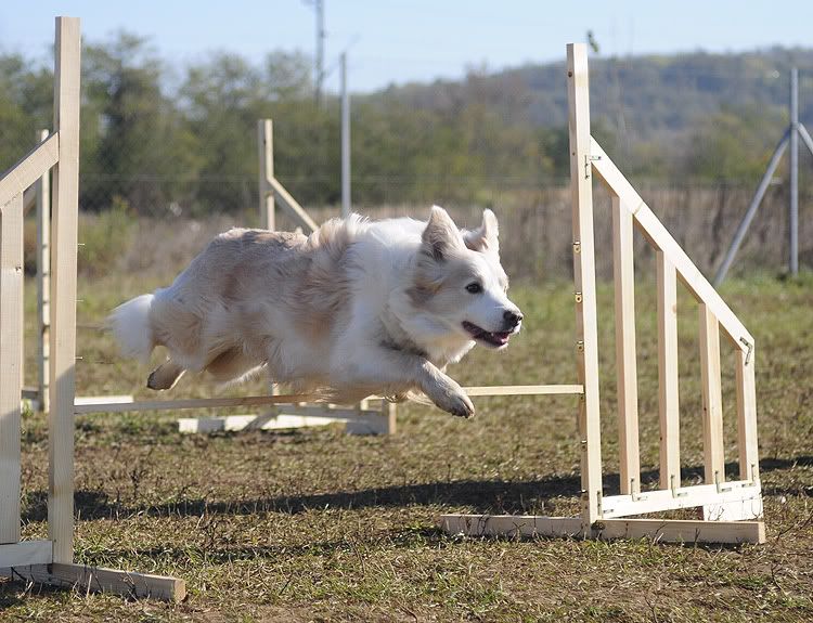 agility20101022031.jpg