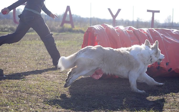 agility20101022046.jpg