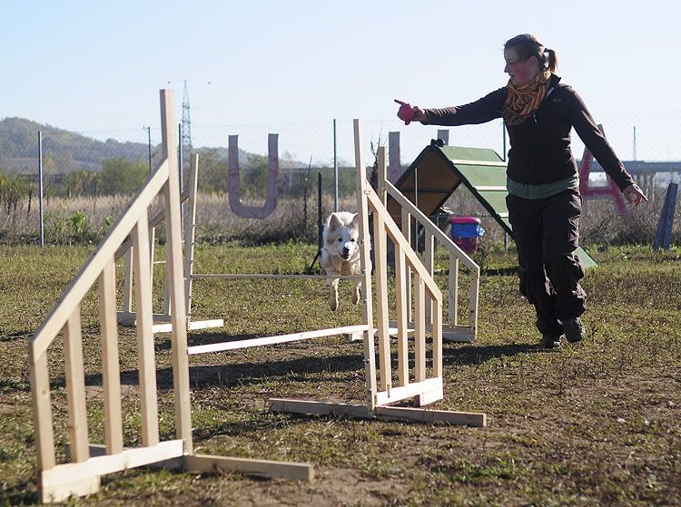 agility20101022054.jpg