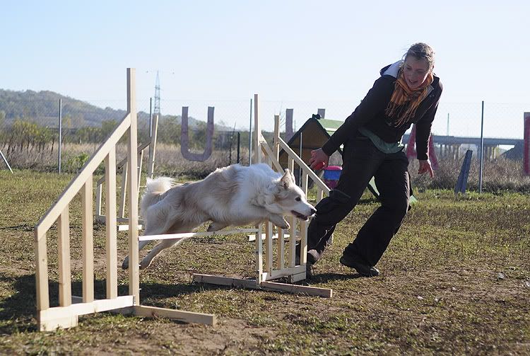agility20101022061.jpg