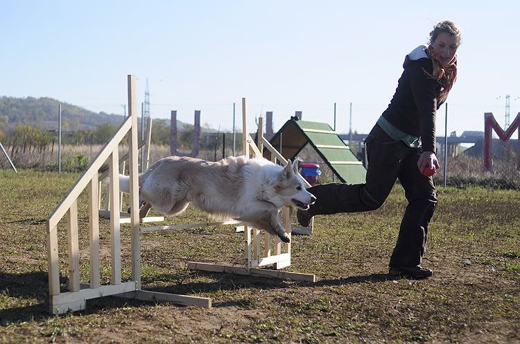 agility20101022065.jpg