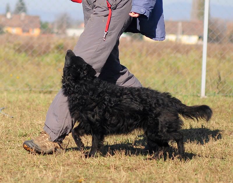 agility20101027024.jpg