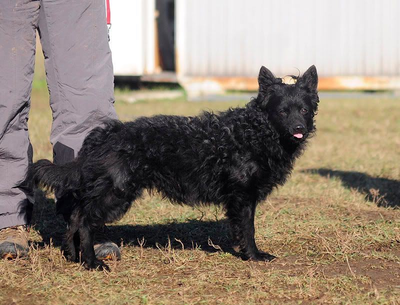 agility20101027031.jpg