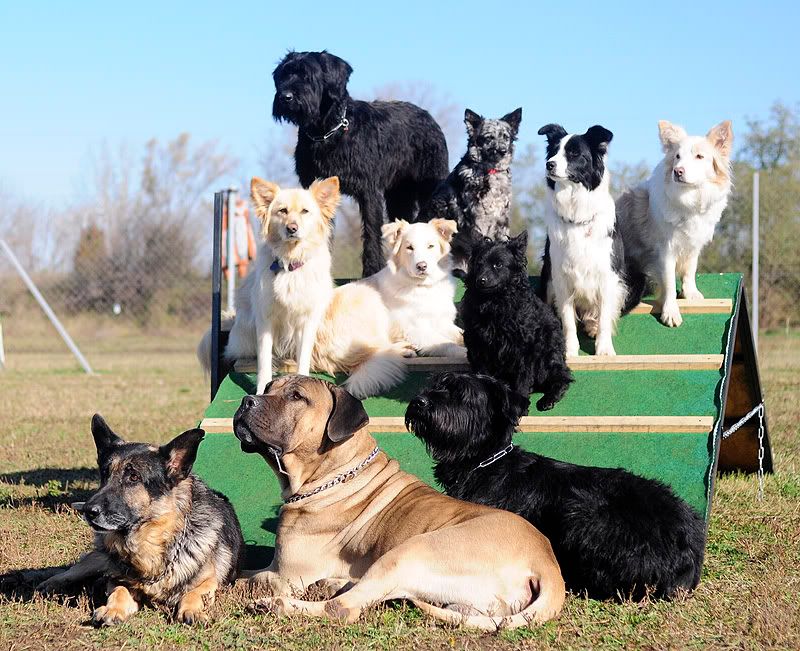 agility20101027067.jpg