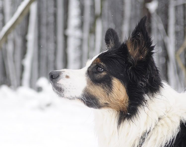 snow20101127127.jpg