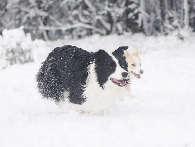 snow20101127197.jpg
