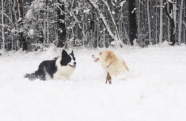snow20101127222.jpg