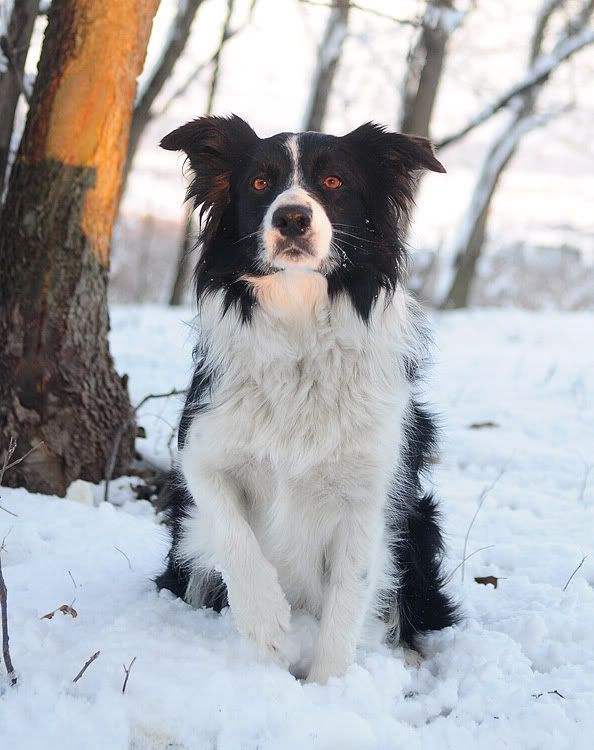 snow20101127403.jpg