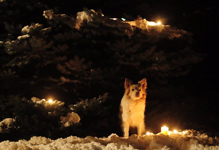 snow20101127607.jpg