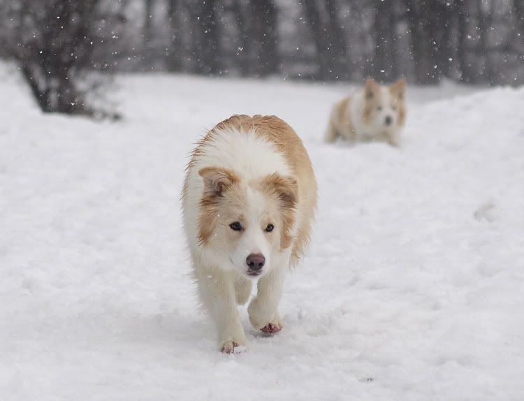 snow20101202011.jpg