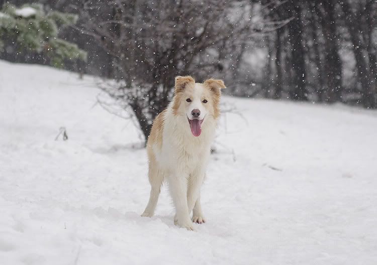 snow20101202015.jpg