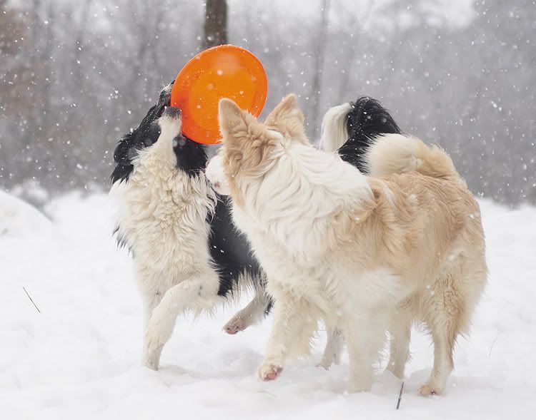 snow20101202050.jpg