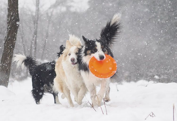 snow20101202053.jpg