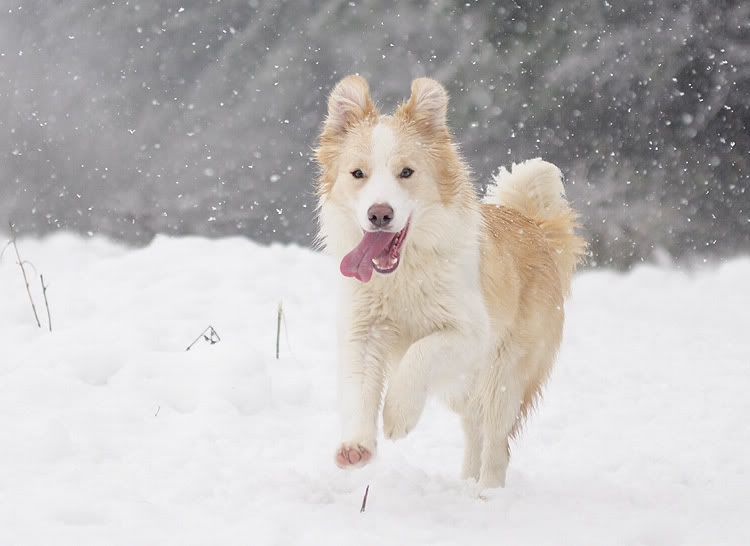 snow20101202079.jpg
