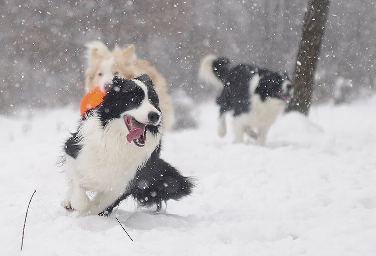 snow20101202119.jpg