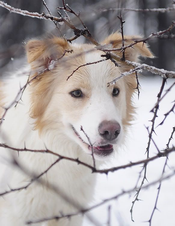 snow20101202193.jpg
