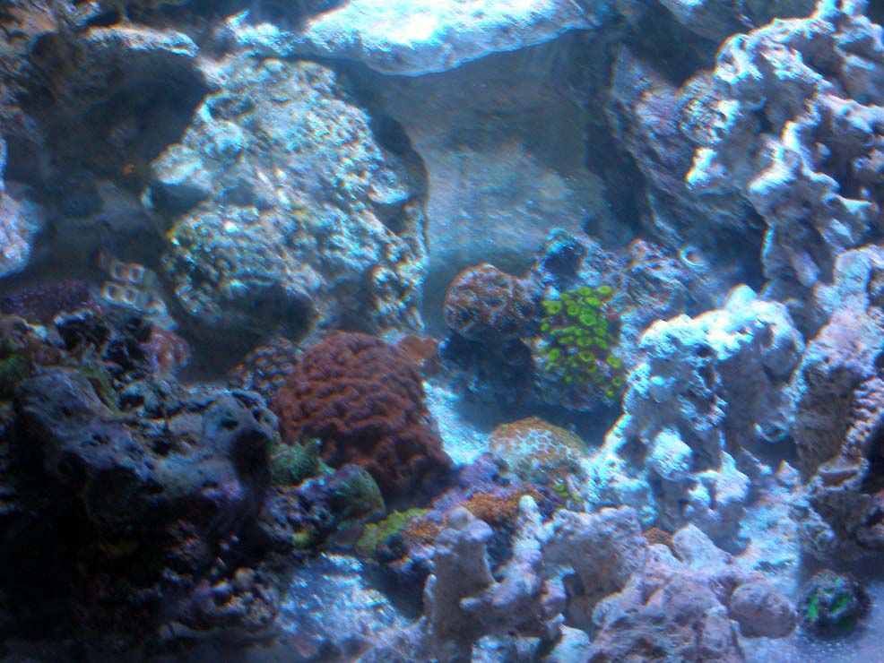 Corals_zpsed9ff577.jpg