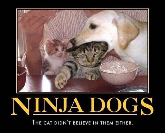 Ninjadogs.jpg