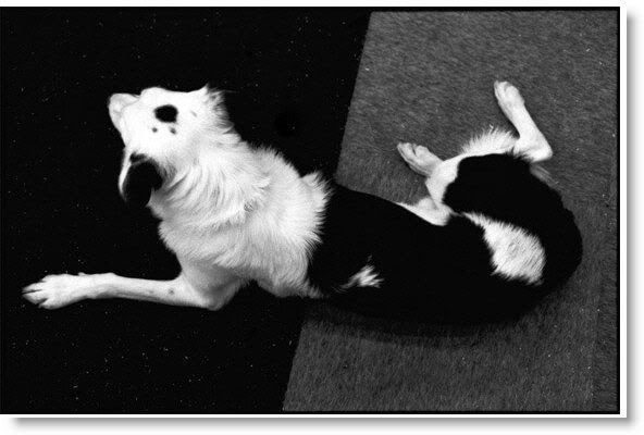 black-in-white.jpg dog image by jortiz241