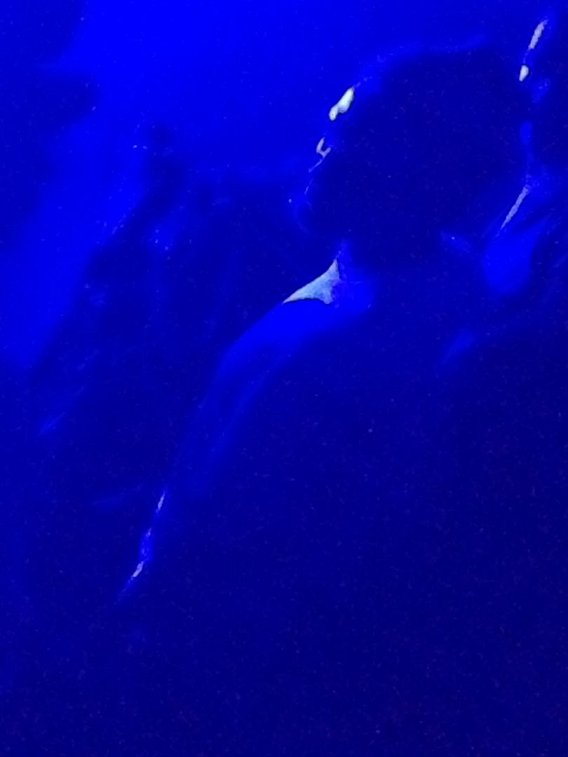 photo RobertPattinsonTwigsConcert4.jpg