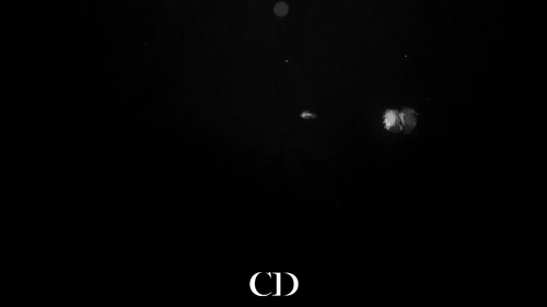 photo tumblr_msazzgsaIk1rpywblo1_500.gif