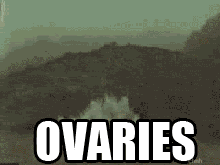  photo Ovaries.gif
