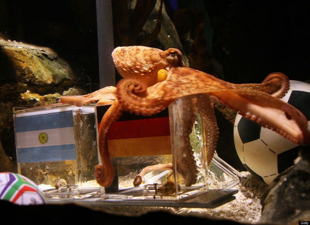 World Cup Genius - Paul, The Octopus Pictures, Images and Photos