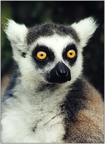 lemur Pictures, Images and Photos