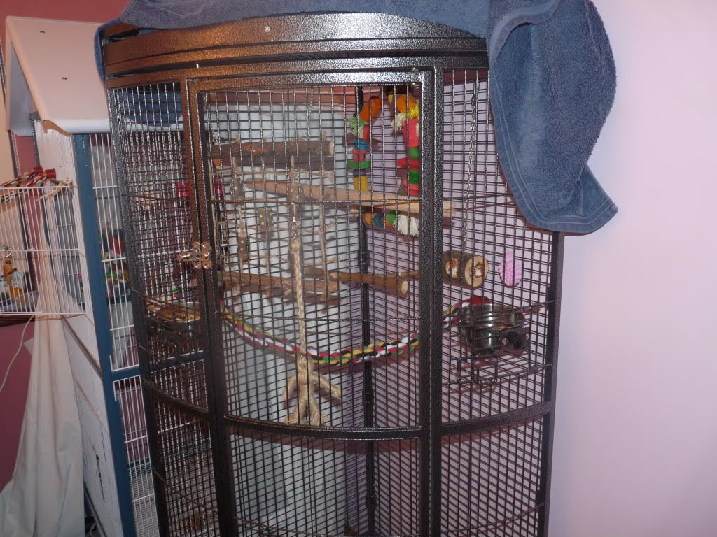 large cockatiel cage